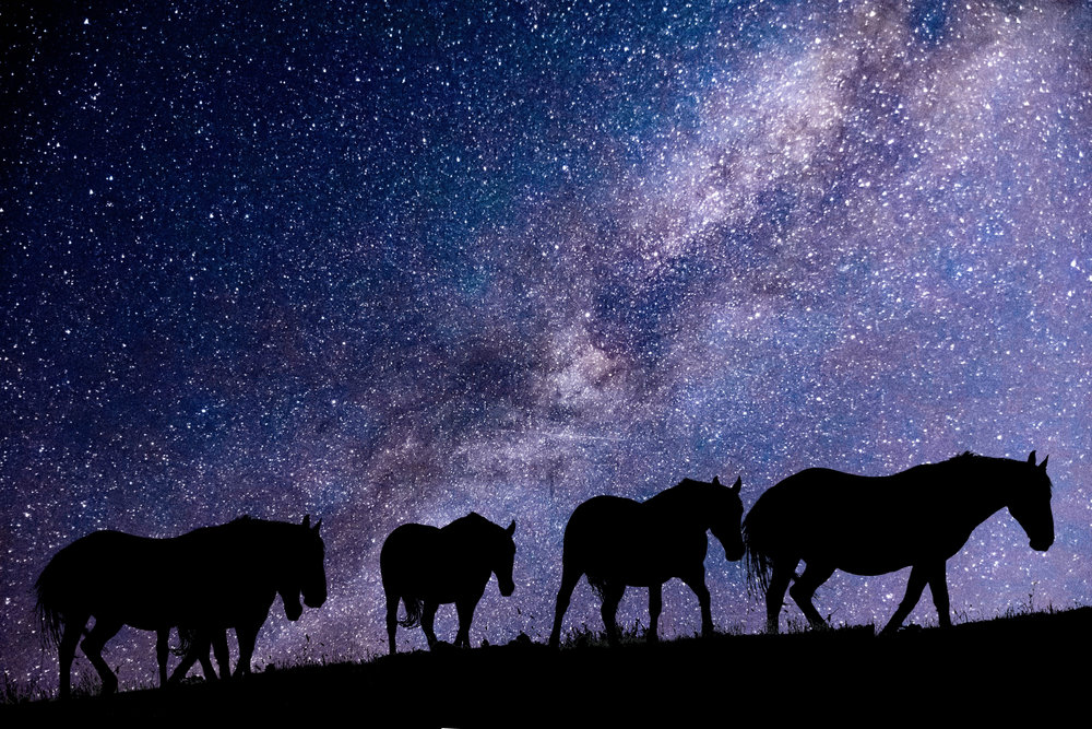 Silhouettes Nocturnes