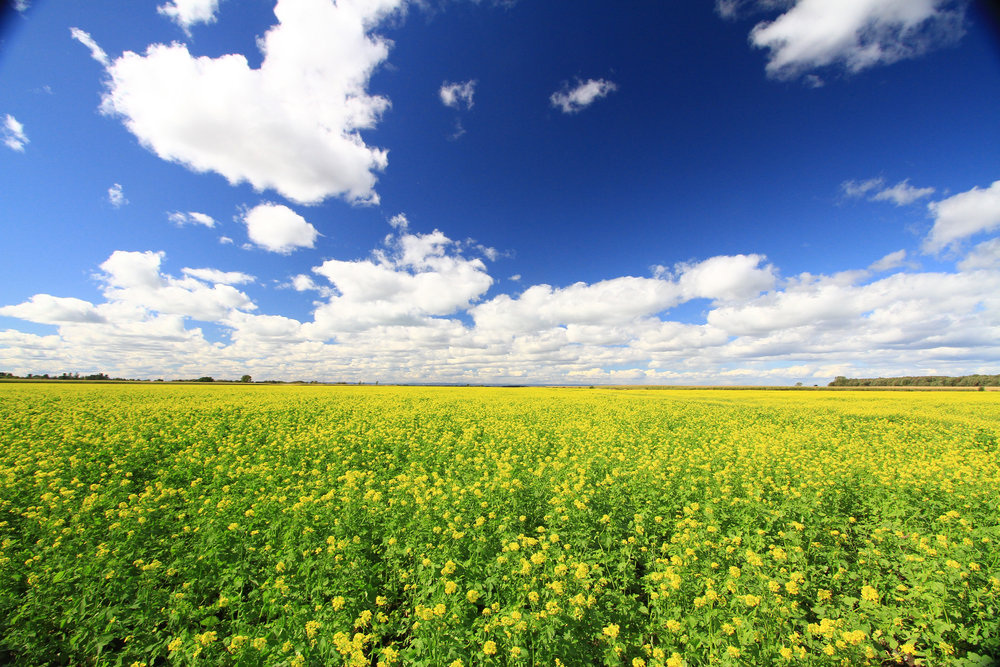 Champ de Colza