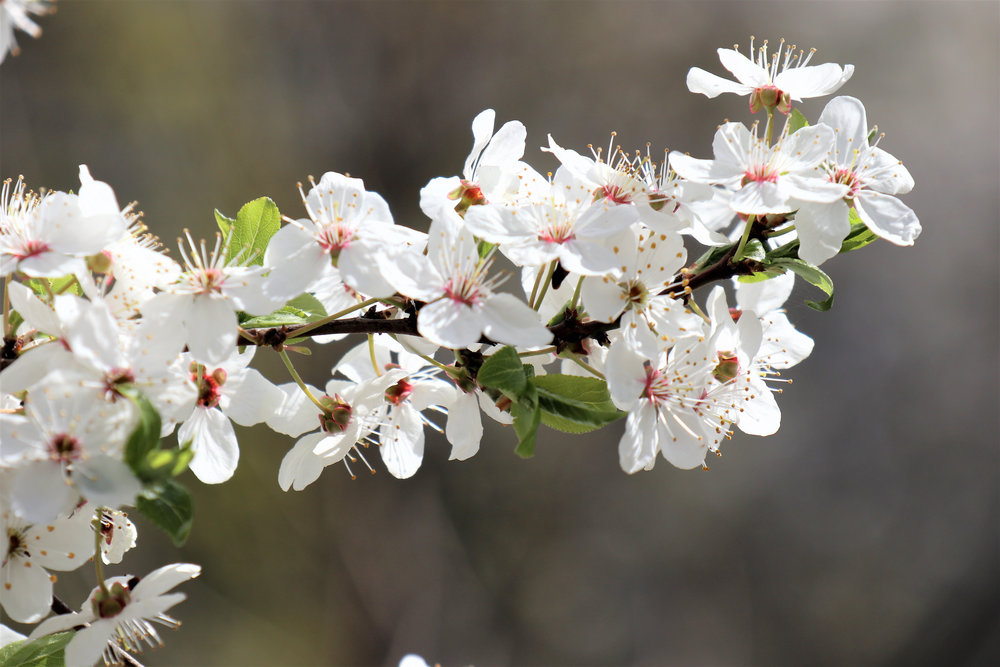 Fleurs de Cerisier