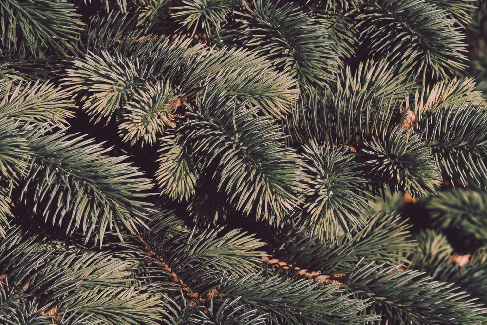 Branches de Sapin