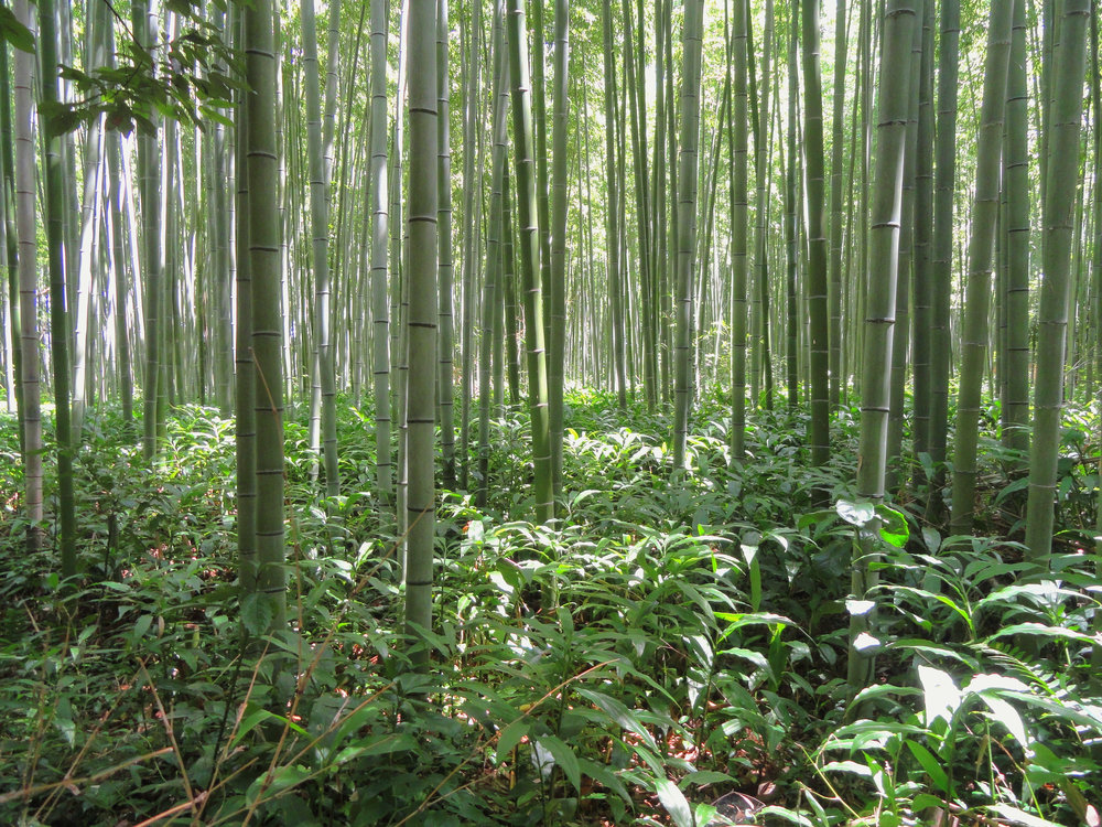 Forêt Japonaise