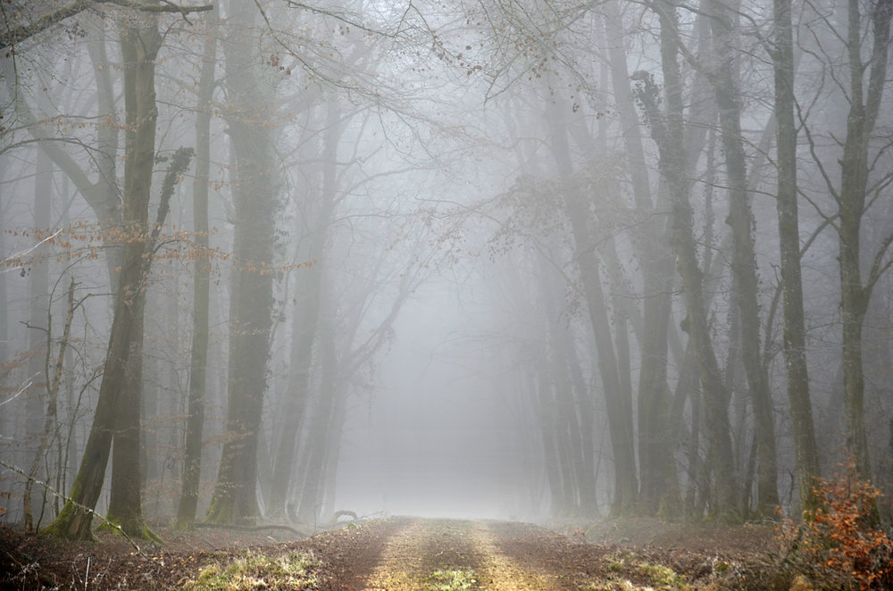 Chemin Brumeux