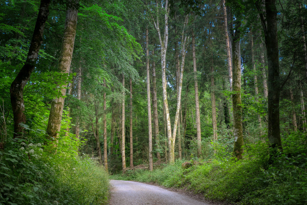 Sentier Forestier