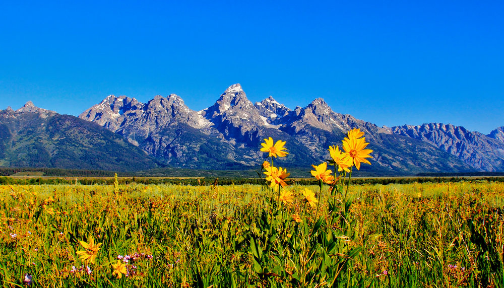 Grand Teton Fleuri