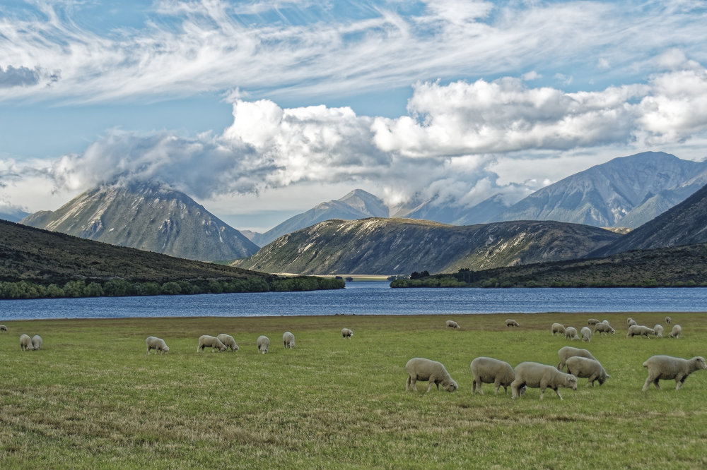Paysage Néo-Zélandais