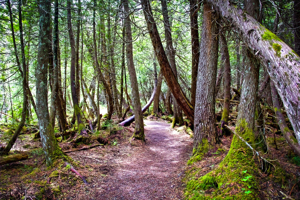 Mont Albert Gaspésie I