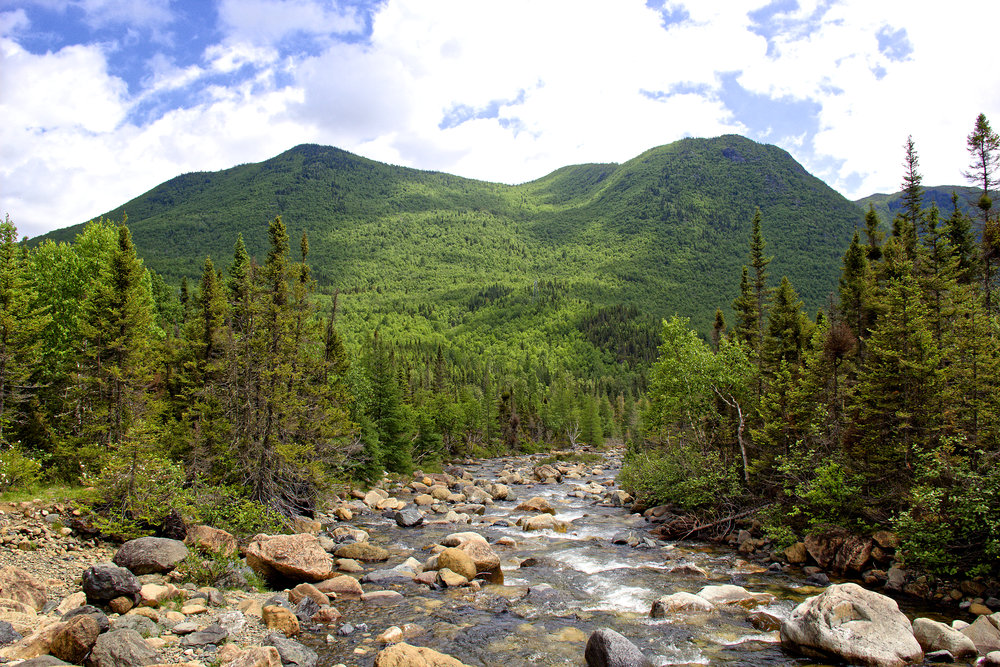 Mont Albert Gaspésie III